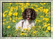 Pies, Springer spaniel angielski, Łąka, Kwiaty, Mniszek