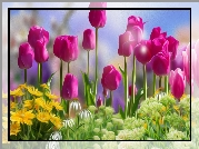 Kwiaty, Różowe, Tulipany, Grafika
