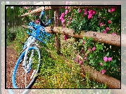 Rower, Dzika róża, Ogrodzenie