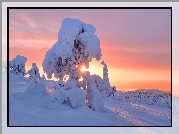 Wschód słońca, Zima, Śnieg, Drzewa, Kandałaksza, Obwód murmański, Rosja