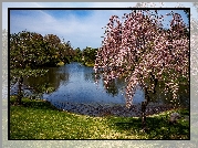 Stany Zjednoczone, Stan Missouri, Saint Louis, Ogród botaniczny Missouri Botanical Garden, Drzewa, Staw