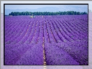 Pole, Lawenda, Valensole, Prowansja, Francja