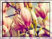 Kwiaty, Magnolia, Gałązki, Zbliżenie