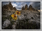 Góry, Dolomity, Skały, Żółte, Kwiaty, Chmury, Masyw Tre Cime di Lavaredo, Włochy