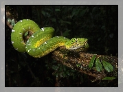 Zielony, Wąż, Boa, Corallus batesii, Drzewo