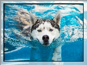 Płynący, Siberian husky, Woda