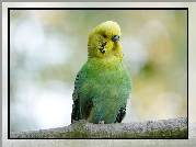 Zielono-żółta, Papuga, Papużka falista
