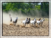 Konie, Galop, Piasek