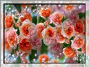 Pomarańczowo-różowe, Róże, Grafika