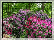 Kolorowe, Krzewy, Rododendrony, Różaneczniki