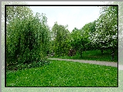 Park, Wiosna, Drzewa, Wierzba, Trawnik, Ścieżka