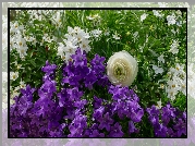 Kwiaty, Fioletowe, Dzwonki dalmatyńskie, Psianki jaśminowe, Jaskier Dzwonek dalmatyński