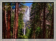 Park Narodowy Yosemite, Wodospad Upper Yosemite, Drzewa, Kalifornia, Stany Zjednoczone