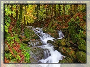 Las, Rzeka, Strumień, Kamienie, Jesień