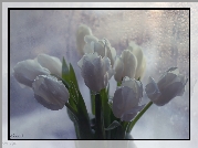 Białe, Tulipany, Bukiet, Krople