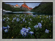 Góry San Juan Mountains, Góra Sneffels, Jezioro Blue Lake, Łąka, Kwiaty, Orlik niebieski, Stan Kolorado, Stany Zjednoczone, Orlik błękitny