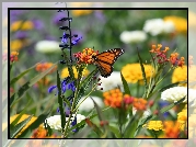 Motyl, Danaid wędrowny, Monarcha, Kolorowe, Kwiaty