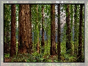 Las, Drzewa, Sekwoje, Pnie, Paprocie, Park Narodowy Redwood, Kalifornia, Stany Zjednoczone