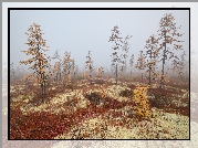 Mgła, Drzewa, Rośliny, Kołyma, Obwód magadański, Rosja