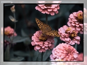 Motyl, Dostojka malinowiec, Różowe, Kwiaty, Cynie