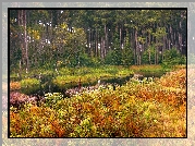 Las, Drzewa, Rzeka, Rośliny