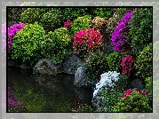 Park, Rododendrony, Różaneczniki, Krzewy, Staw, Kamienie