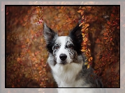 Pies, Border collie, Krzew, Gałązki