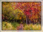 Jesień, Las, Drzewa, Ścieżka, Liście, Trawy
