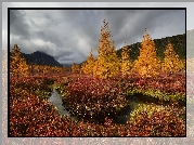Jesień, Góry Kołymskie, Drzewa, Rzeka, Kolorowa, Roślinność, Kołyma, Obwód magadański, Rosja