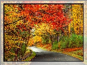 Las, Droga, Jesień, Kolorowe, Drzewa