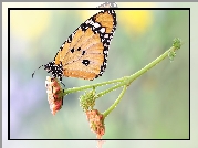 Motyl, Monarcha złocisty, Roślina, Makro