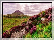 Wzgórza, Góra, Skały, Kwiaty, Wrzosy, Wrzosowisko, Park Narodowy Connemara, Irlandia