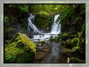Wodospad Horseshoe Falls, Skała, Omszałe, Kamienie, Paprocie, Las, Rzeka, Park Narodowy Mount Field, Stan Tasmania, Australia