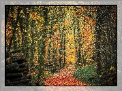 Las, Ścięte, Pnie, Drzewa, Ścieżka, Jesień, Liście