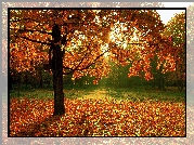 Jesień, Park, Drzewo, Klon, Opadłe, Liście