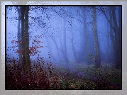 Las, Mgła, Jesień, Drzewa