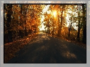 Droga, Drzewa, Słońce, Jesień