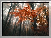 Las, Jesień, Mgła, Kolorowe, Liście, Pnie, Drzew