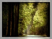 Las, Droga, Zielone, Drzewa, Przebijające światło