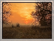 Wschód słońca, Drzewa, Trawa