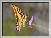 Motyl, Paź królowej, Fioletowy, Kwiatek, Makro