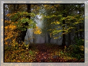 Jesień, Las, Mgła, Drzewa, Pożółkłe, Liście