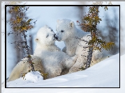 Zima, Śnieg, Dwa, Małe, Niedźwiadki, Niedźwiedzie polarne