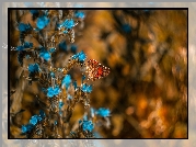 Niebieskie, Kwiaty, Motyl, Rusałka osetnik