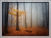 Jesień, Las, Drzewa, Mgła, Pożółkłe, Drzewo