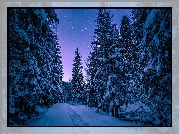 Zima, Śnieg, Drzewa, Noc, Gwiazdy