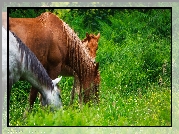 Konie, Źrebak, Trawa