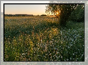 Łąka, Trawa, Margerytki, Drzewa, Zachód słońca