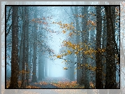Las, Drzewa, Jesień, Mgła, Gałęzie, Pożółkłe, Liście, Droga