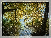 Jesień, Jezioro, Drzewo, Zwisające, Gałęzie, Szuwary